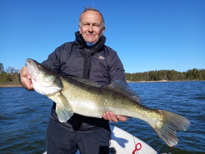 Candát obecný Candát 80 cm z Nordqvist