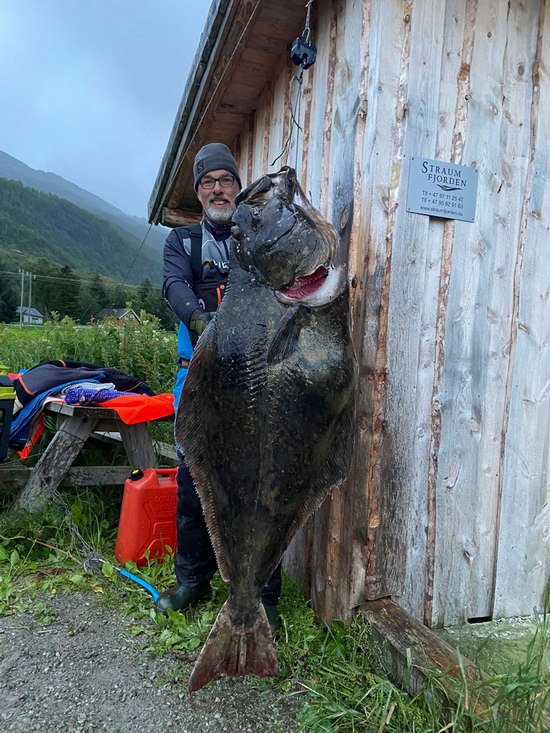 platýs obecný - halibut Letní halibut 155 cm, 39 kg ze Straumfjorden