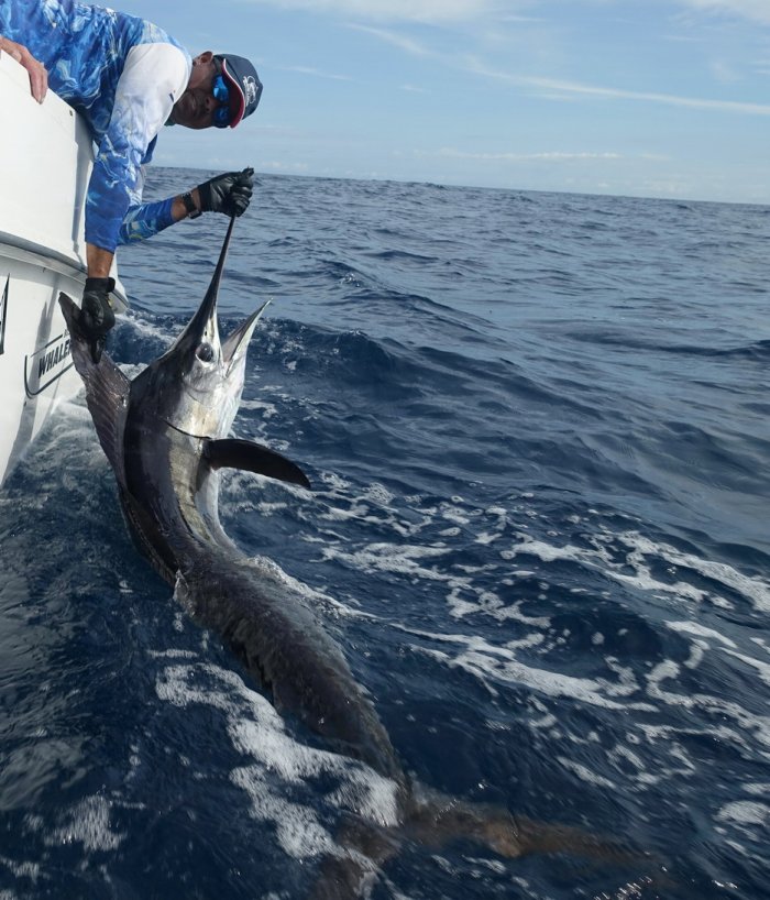 Mečoun - striped marlin, Kajikia audax Návrat krále moří na svobodu