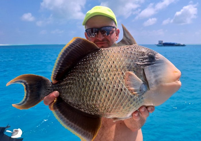 Ostenec Ostenec - balist - triggerfish