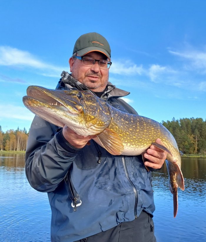 štika obecná Krásně stavěná štika délky 126 cm z říční peřeje