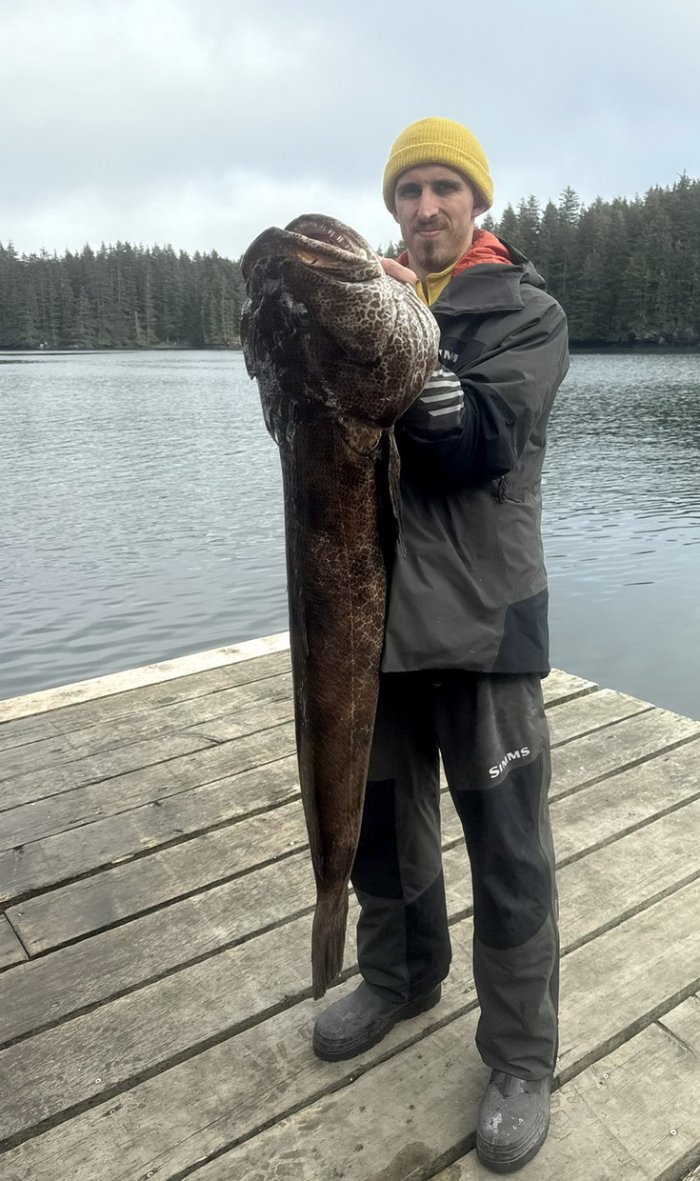 hřebeník velký Metrový lingcod