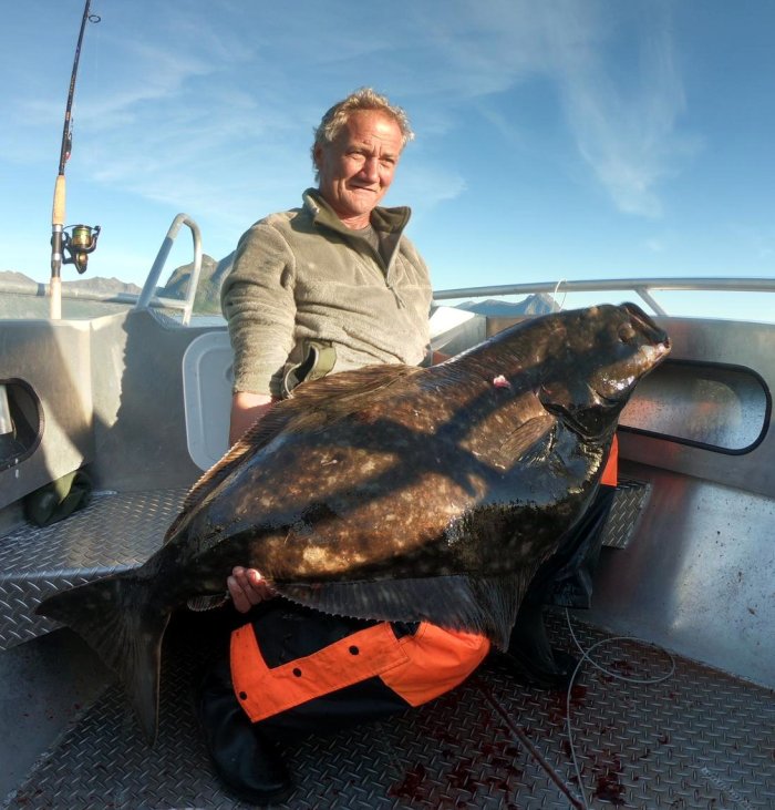 platýs obecný - halibut Letní halibut ze severního pobřeží ostrova Senja