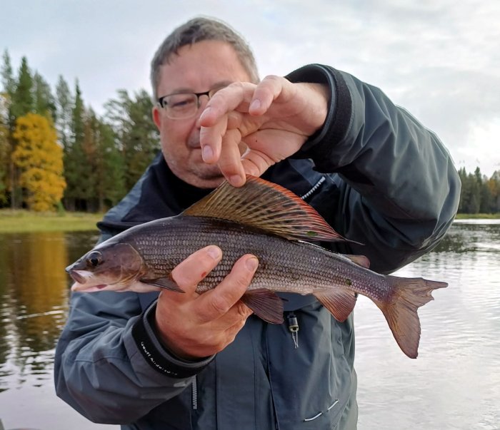Podzimní lipan z řeky Vindelalven
