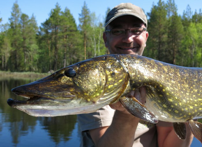štika obecná štika 106 cm z mělké zátoky u Lesjön