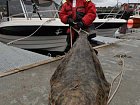 halibut 171 cm, 71 kg - Loppa v srpnu, foto Milan WISO