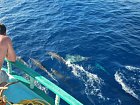 delfini sledujici nasi lod
