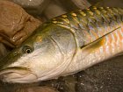 mahseer - detail hlavy