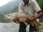 mahseer - Tor putitora