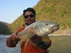 mahseer