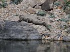 krokodyl je v Indii spise raritou