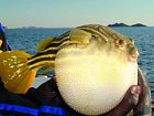 ctverzubec - puffer fish