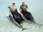 plachetnici - sailfish 255 cm a 230 cm