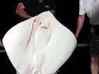 rejnok - trnucha o hmotnosti 35 kg