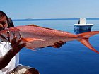 chnapal - ruby snapper