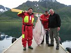 Nusvag, halibut 64 kg
