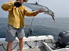 makrela Commersonova - king mackerel
