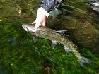 pstruh duhovy - rainbow trout 60 cm