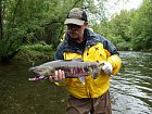 losos keta - dog - chum salmon