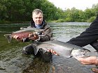 losos kisuc - coho salmon, mlicak a jikrnacka