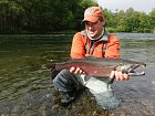 losos kisuc - coho salmon, mlicak