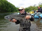 losos kisuc - coho salmon, jikrnacka