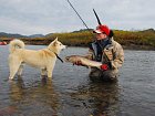 siven vychodosibirsky a hlidac tabora - laika