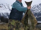 Kvenangen-Jokelfjord - 130 cm, 23 kg