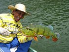 pavon - tucanare - peacock-bass