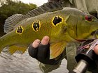 pavon - tucanare - peacock-bass, Cichla ocellaris