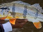 pavon - tucanare - peacock-bass, Cichla temensis