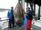 Aljaska - morsky rybolov, halibut