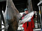 Aljaska - halibut a losos cavyca-king