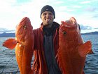 Aljaska - morsky rybolov - okounici