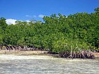 melciny v mangrovech - flats