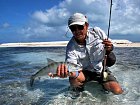 albula lisci - bonefish