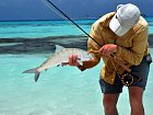 albula lisci - bonefish