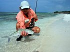 albula lisci - bonefish