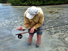 albula lisci - bonefish