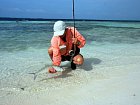 albula lisci - bonefish