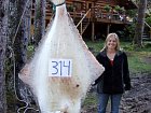 halibut 141 kg