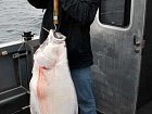 halibut 22 kg