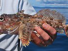 slizoun - sculpin