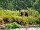 medved hnedy - grizzly dorusta na Kamcatce slusnych rozmeru