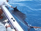 plachetnik - sailfish, pusteni na svobodu
