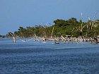 les a mangrovy na okraji laguny