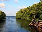 mangrovy