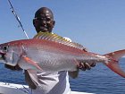 chnapal - ruby snapper