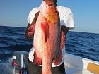 chnapal - snapper