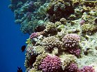 snorchlovani na okraji koraloveho utesu